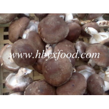 Hot Sale de 2-5cm Cogumelo Shiitake Liso Seco Crescer na Primavera